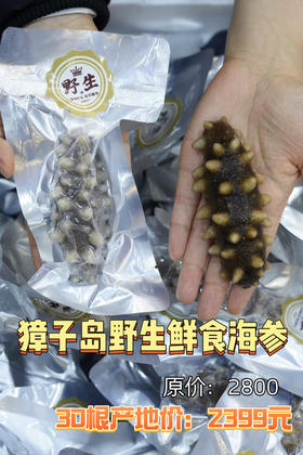 大连獐子岛鲜食海参1斤装