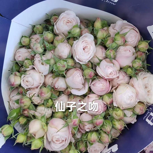 多头玫瑰.仙子之吻 商品图1