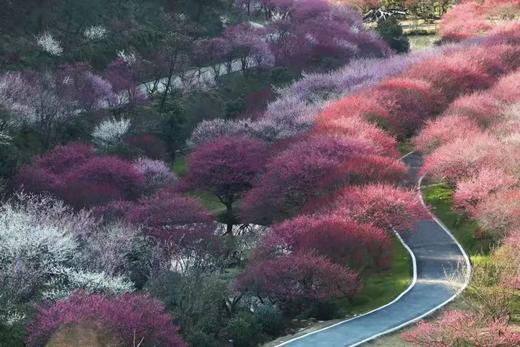 2.22南京梅花山&雨花台、湖州“小众”双林古镇&“央视推荐”东方梅园、杭州灵峰探梅6天摄影团 商品图6