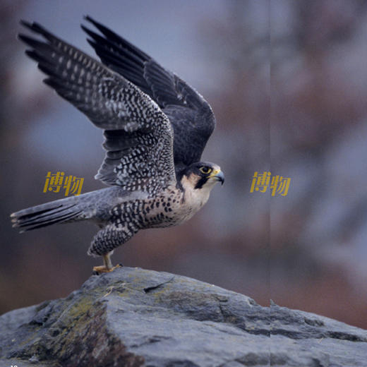 《博物》 2026年12期征订  商品图10