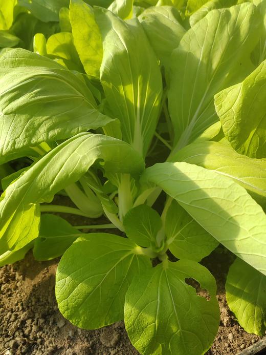 【5件包邮】酵素农法蔬菜丨5件起包邮（卓园） 商品图3