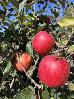 秦义蜜  今年新果 全发酵腐熟羊粪种植  绿色有机水果 果园直供 商品图1