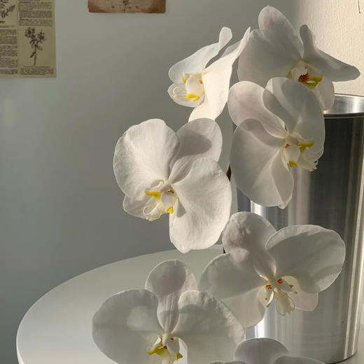 A级蝴蝶兰丨10支装丨一件【单独发货顺丰包邮】 商品图4