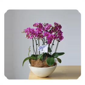 蝴蝶兰——孔雀