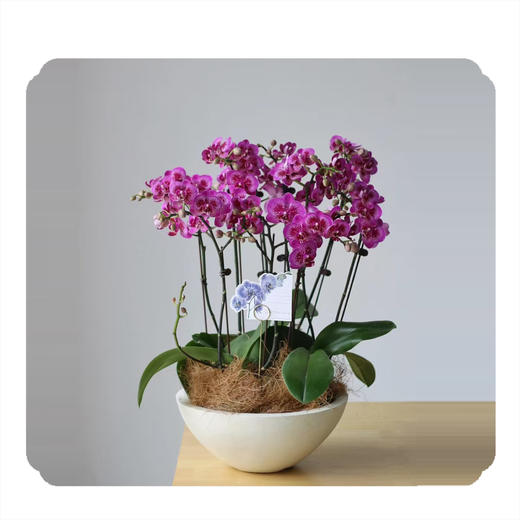 蝴蝶兰——孔雀 商品图0