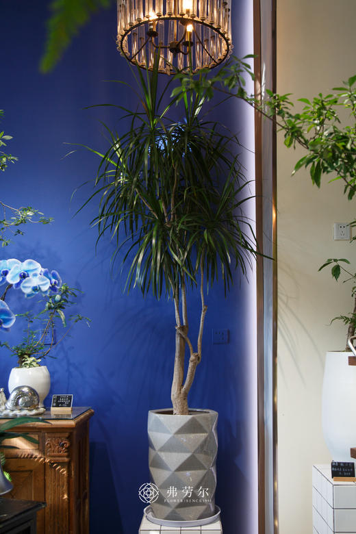 马尾铁 商品图0