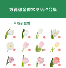 方德郁金香常见品种合集