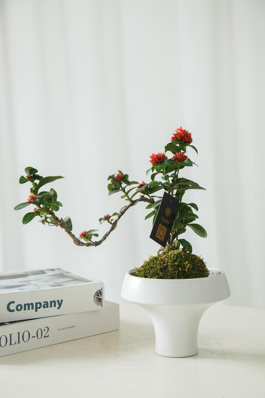 苔藓球细叶龙船花 商品图1