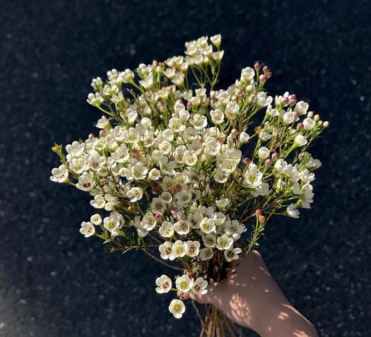 新鲜鲜花 腊梅花（红色/白色/粉色）1把 6~8支左右（可备注送货时间） 商品图4