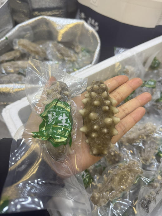 大连长海县鲜食海参 宝宝参（超级少量） 商品图1