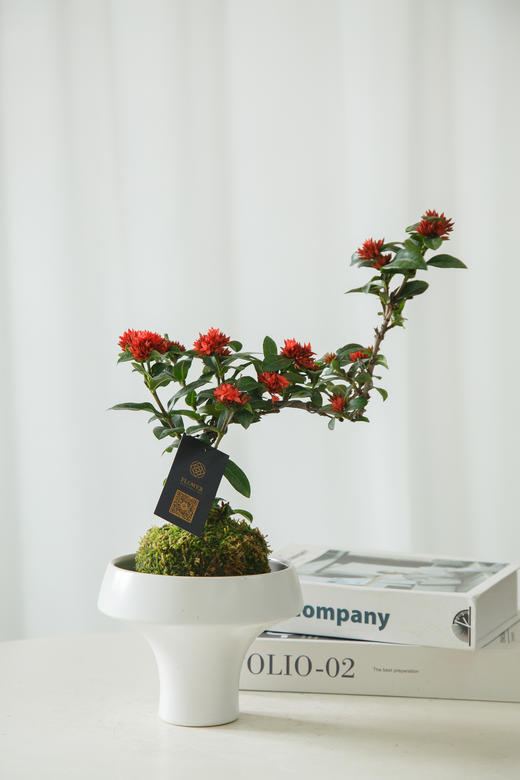 苔藓球细叶龙船花 商品图0