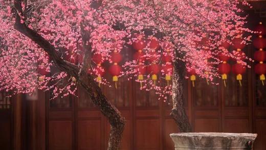 2.22南京梅花山&雨花台、湖州“小众”双林古镇&“央视推荐”东方梅园、杭州灵峰探梅6天摄影团 商品图7