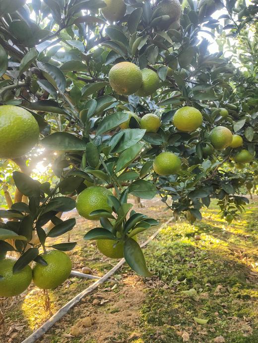 建阳桔柚 | 正宗福建特产 高山甜桔柚 商品图1