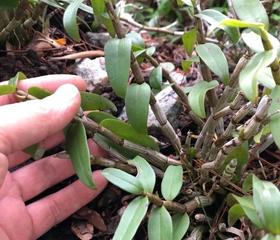  “天价虫草”跌落神坛，这位叫赠伊的藏族姑娘在全国火了 