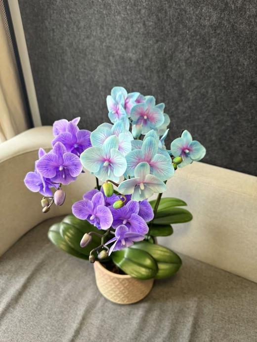 蝴蝶兰 | 马卡龙 商品图1