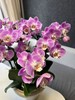 蝴蝶兰 | 安娜 商品缩略图1