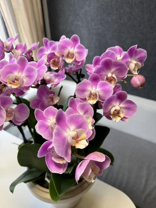 蝴蝶兰 | 安娜 商品图1