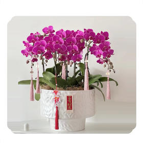 蝴蝶兰——小仙女