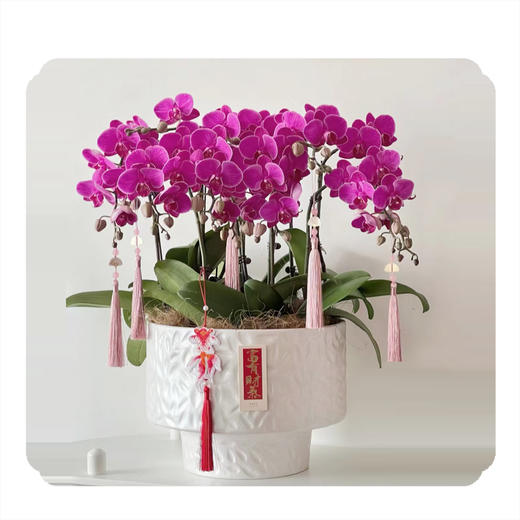 蝴蝶兰——小仙女 商品图0