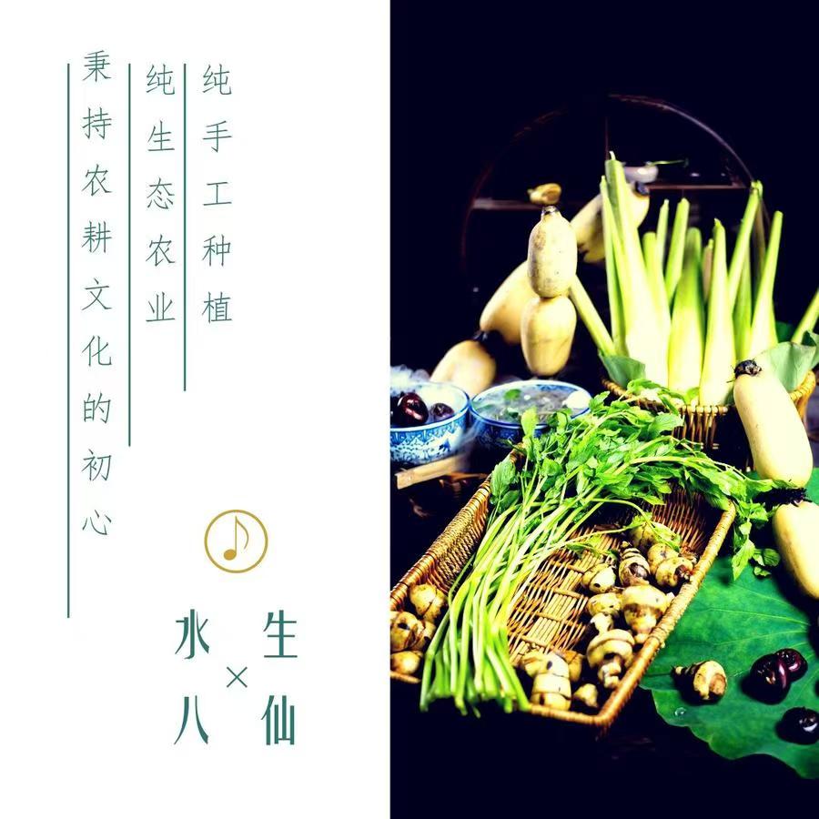 小居 苏州水八仙 自然农法 荸荠 莲藕 鸡斗米 茨菇  莼菜
