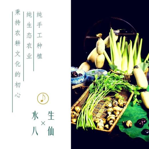 小居 苏州水八仙 自然农法 荸荠 莲藕 鸡斗米 茨菇  莼菜 商品图0