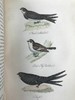 1861年 不列颠群岛鸟类图鉴（全2卷） 28页彩色52幅黑白插图 漆布精装32开 商品缩略图11