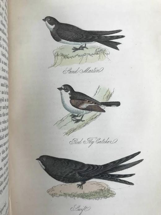 1861年 不列颠群岛鸟类图鉴（全2卷） 28页彩色52幅黑白插图 漆布精装32开 商品图11