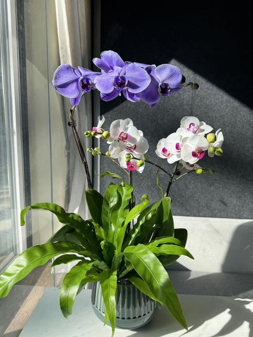 蝴蝶兰 | 大马卡龙+雪玉 商品图0