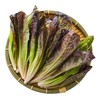 放心紫叶油麦菜 300g/袋 商品缩略图3