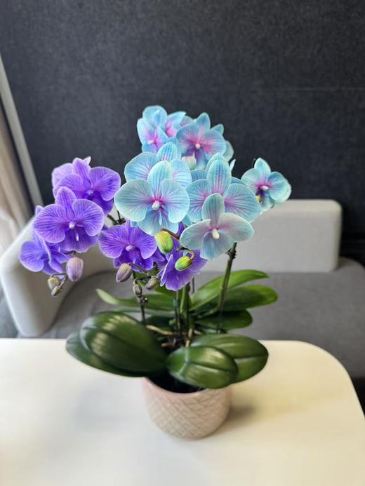 蝴蝶兰 | 马卡龙 商品图0