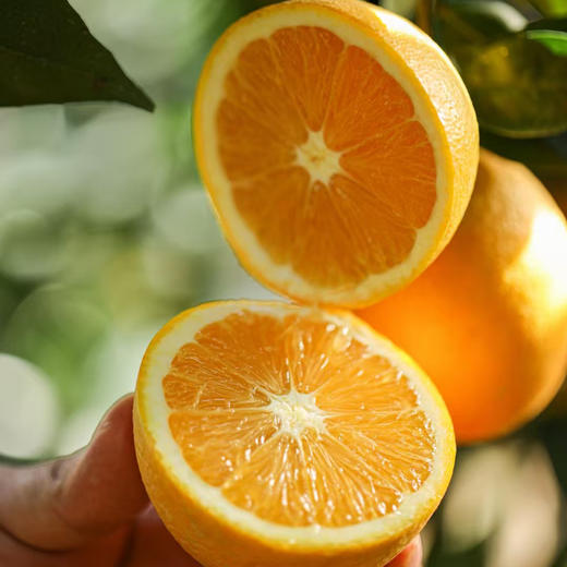寻乌赣南脐橙 商品图2