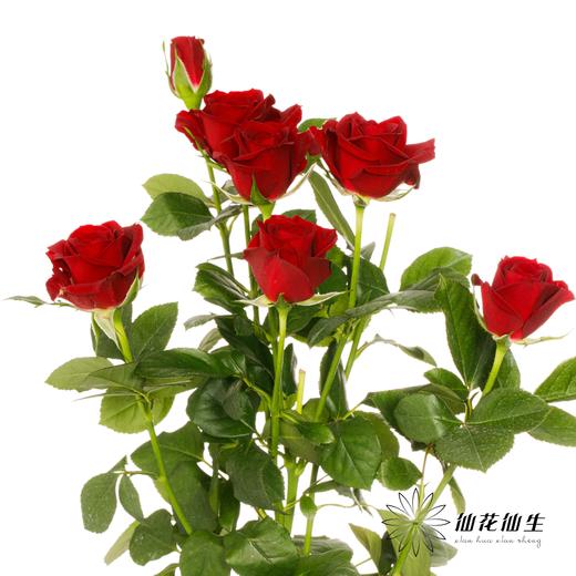 多头玫瑰 | 赤玉 商品图3