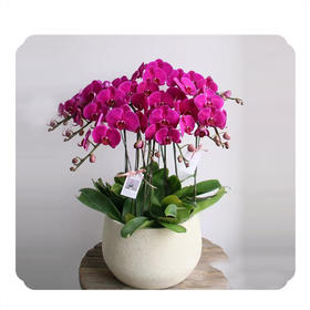 蝴蝶兰——经典大辣椒