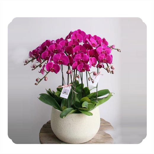 蝴蝶兰——经典大辣椒 商品图0