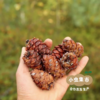 大兴安岭野生偃松仁 125g/袋（松子仁） | 合作农友生产，产自黑龙江大兴安岭，生产者：柳树 &【公平贸易农人定价】 商品缩略图5