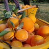 【12.7积分当钱花】正宗赣南脐橙10斤 商品缩略图1
