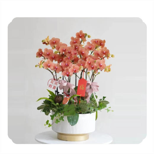 蝴蝶兰——金桔（橘） 商品图0