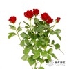 多头玫瑰 | 赤玉 商品缩略图5