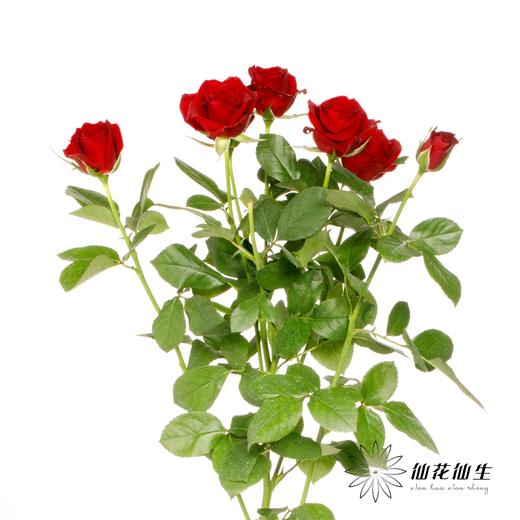 多头玫瑰 | 赤玉 商品图5