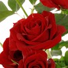 多头玫瑰 | 赤玉 商品缩略图2