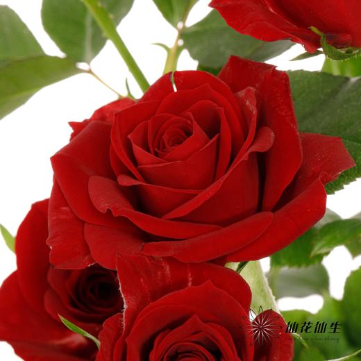 多头玫瑰 | 赤玉 商品图2