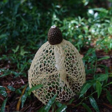 竹荪  不熏硫 不染色   脆香可口 甄选古田原产地长裙竹荪 原色无硫轻加工  气味芬芳 原味原香 营养丰富 商品图1