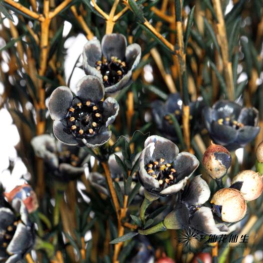 配花 | 平头腊梅黑色 商品图0