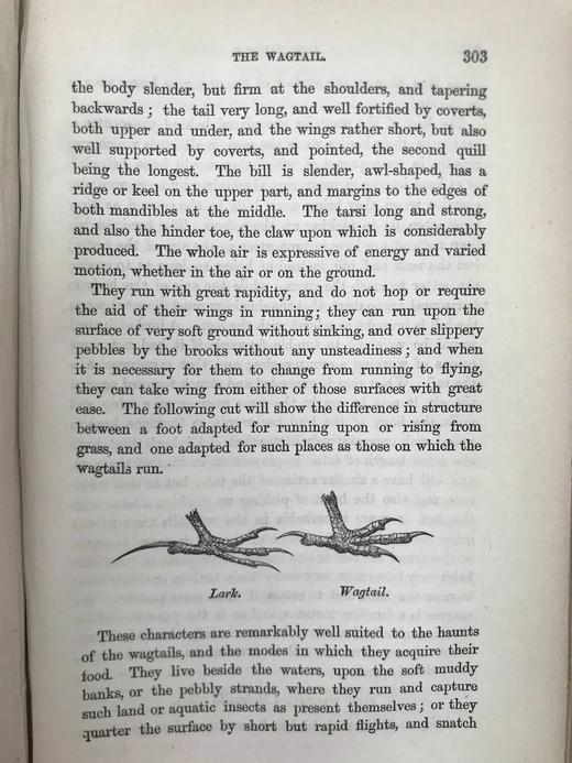 1861年 不列颠群岛鸟类图鉴（全2卷） 28页彩色52幅黑白插图 漆布精装32开 商品图14