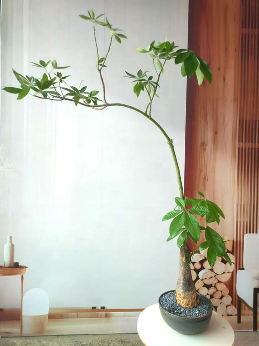 造型发财树 商品图0