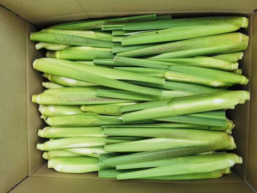 小居 苏州水八仙 自然农法 荸荠 莲藕 鸡斗米 茨菇  莼菜 商品图6