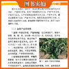 图说金柑优质高效栽培技术【官方正版，可开发票，下单时留开票信息和电子邮箱】 商品缩略图4