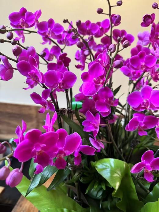 蝴蝶兰/满天红 商品图2