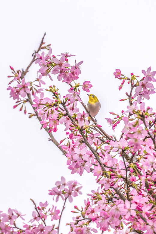 2.28确定出发【福建】永福樱花茶园•福建土楼•高铁3天摄影<特惠> 商品图3