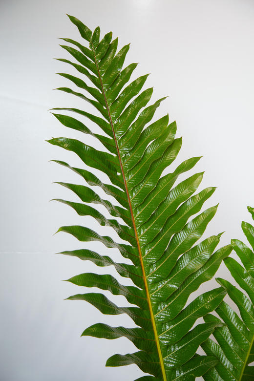 王冠蕨 商品图2